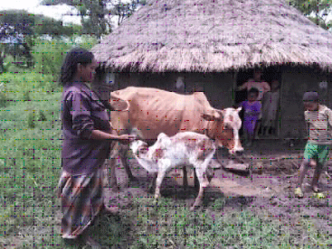 You are currently viewing BORENA HEIFER BENEFICIARIES