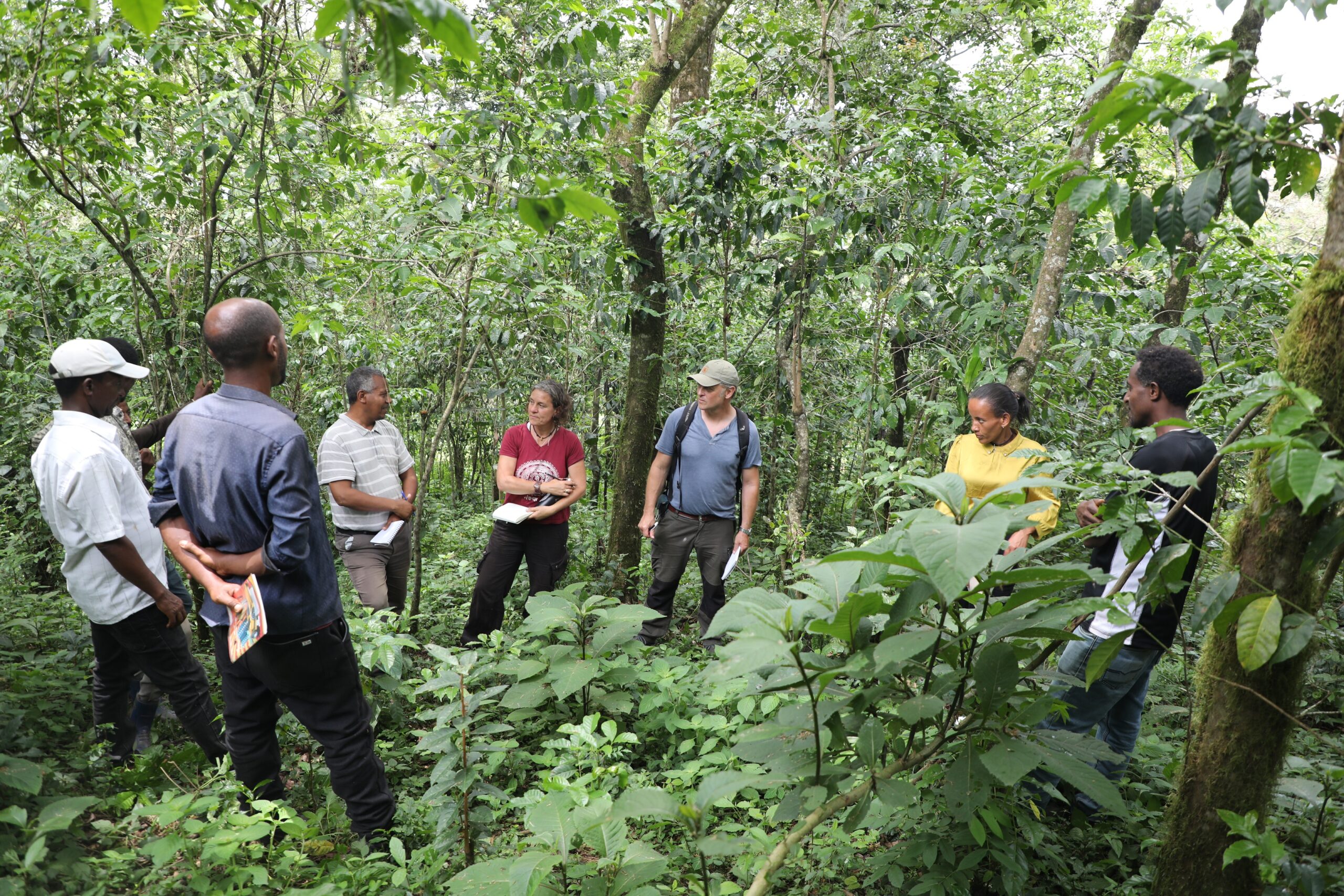 You are currently viewing The technical working group for the development of the FSC Interim National Standard of forest stewardship for Ethiopia is undertaking field test activities in Southwest Ethiopia.